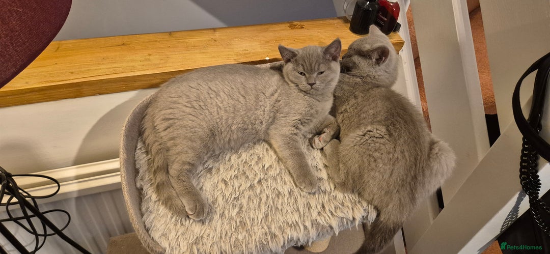 British Shorthair cats for sale: Scottish straight/ last two - Image 5