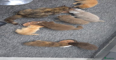 British Shorthair cats ✨ British Shorthair & Longhair Kittens Available ✨ - Advert 2