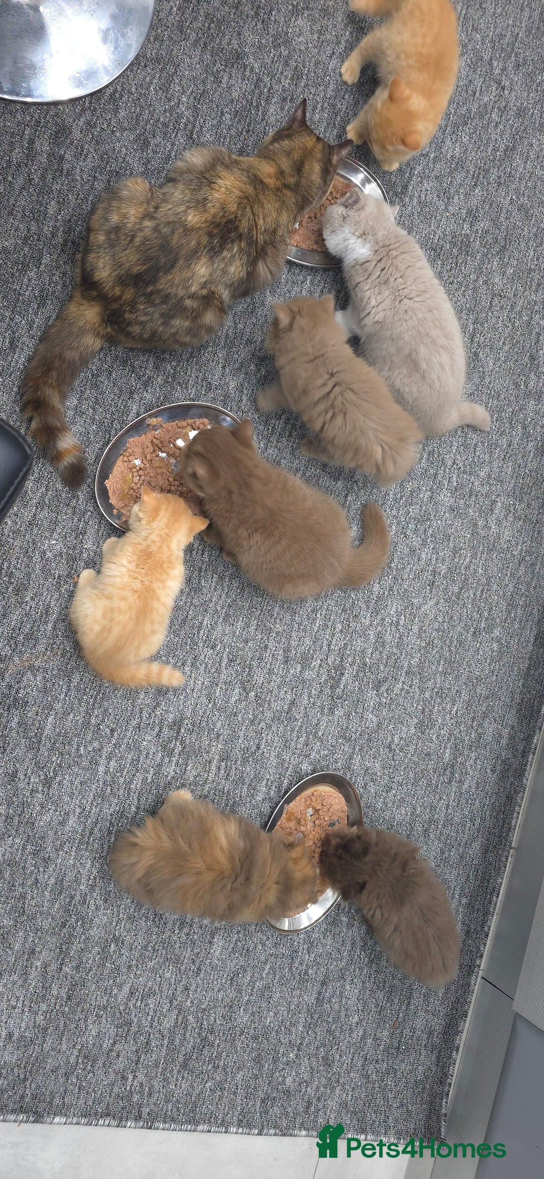 British Shorthair cats for sale: ✨ British Shorthair & Longhair Kittens Available ✨ - Advert 3