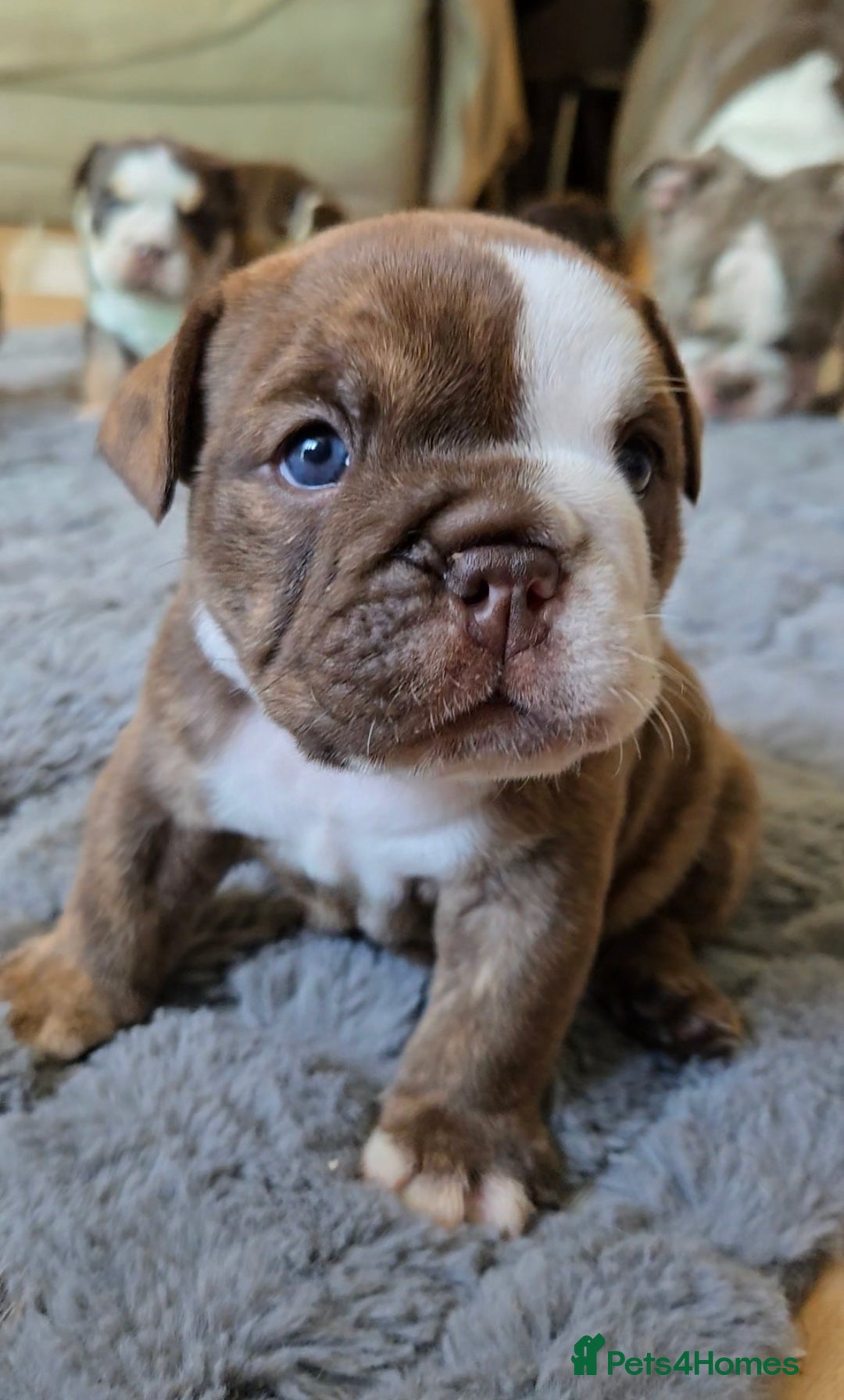 English Bulldog dogs for sale: English Bulldog puppie- Chocolate/tan & Brindle - Image 9