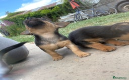 Mixed Breed dogs for sale: Jack Russell Black and Tan terrier puppies  - Image 21