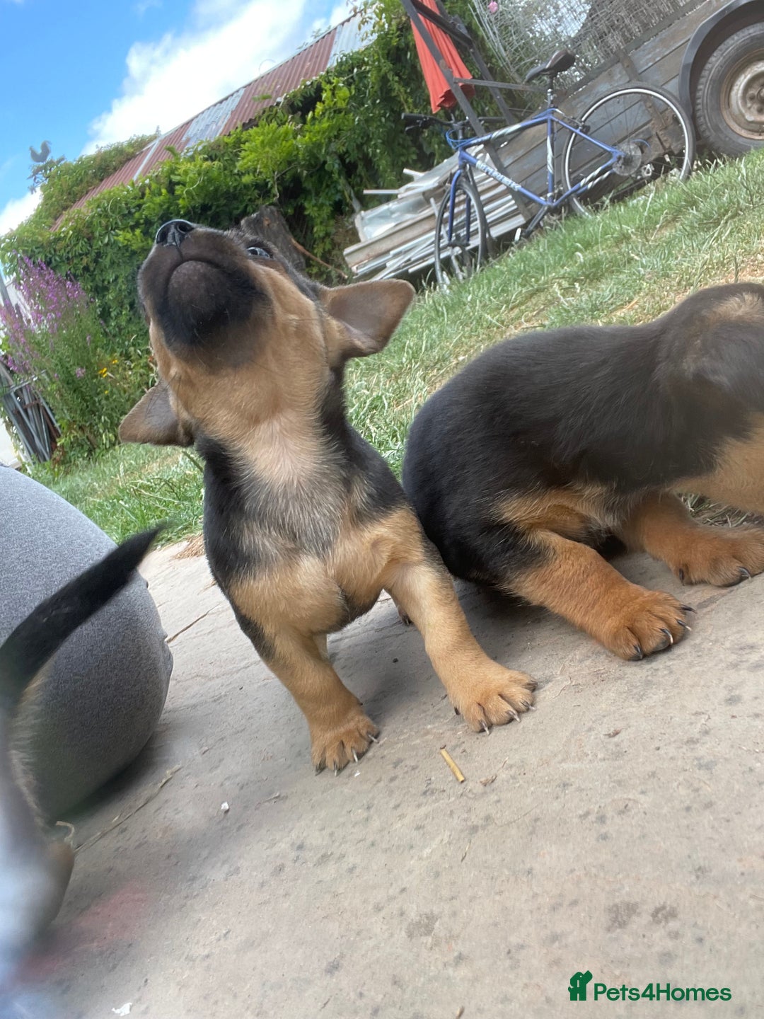 Mixed Breed dogs for sale: Jack Russell Black and Tan terrier puppies  - Image 21