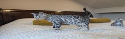 Bengal cats for sale: 🖤🩶🤍 Stunning Bengal Kittens 🤍🩶🖤 - Advert 34