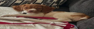 Brittany Spaniel 5