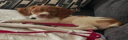 Brittany Spaniel dogs for sale: A Noble Breed with a Loving Heart-Brittany Spaniel in Bournemouth - Advert 6