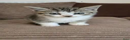 Scottish Fold cats for sale: Playful kittens!!! - Advert 3