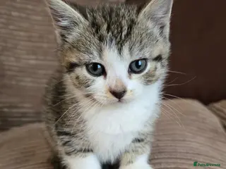 Scottish Fold cats Playful kittens!!! - Advert 9