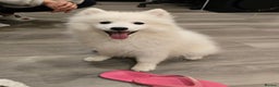 Japanese Spitz dogs for stud: Healthy Japanese Spitz KC Registered Male for Stud - Advert 15