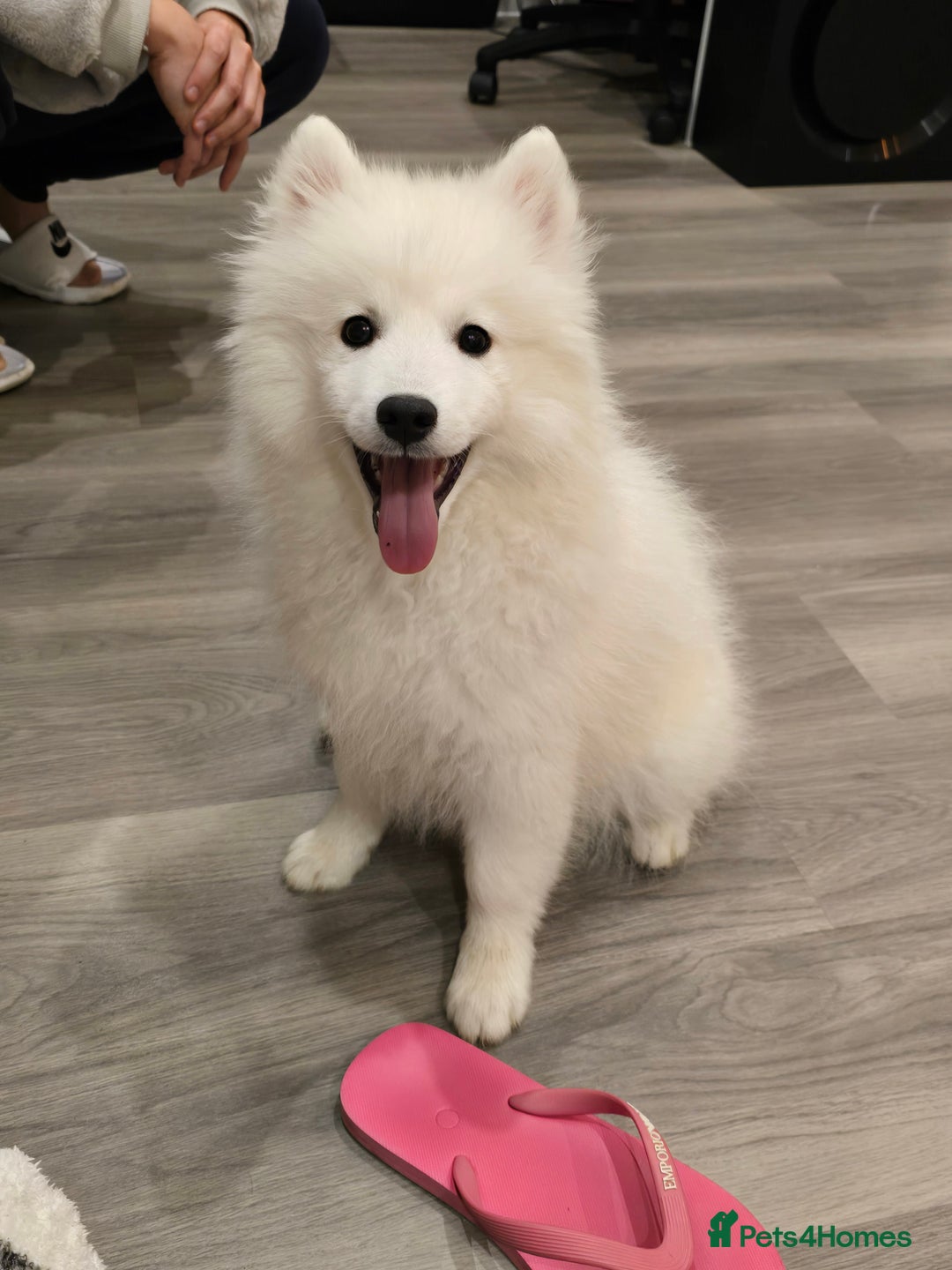 Japanese Spitz dogs for stud: Healthy Japanese Spitz KC Registered Male for Stud - Advert 15