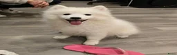 Japanese Spitz dogs for stud: Healthy Japanese Spitz KC Registered Male for Stud - Advert 15