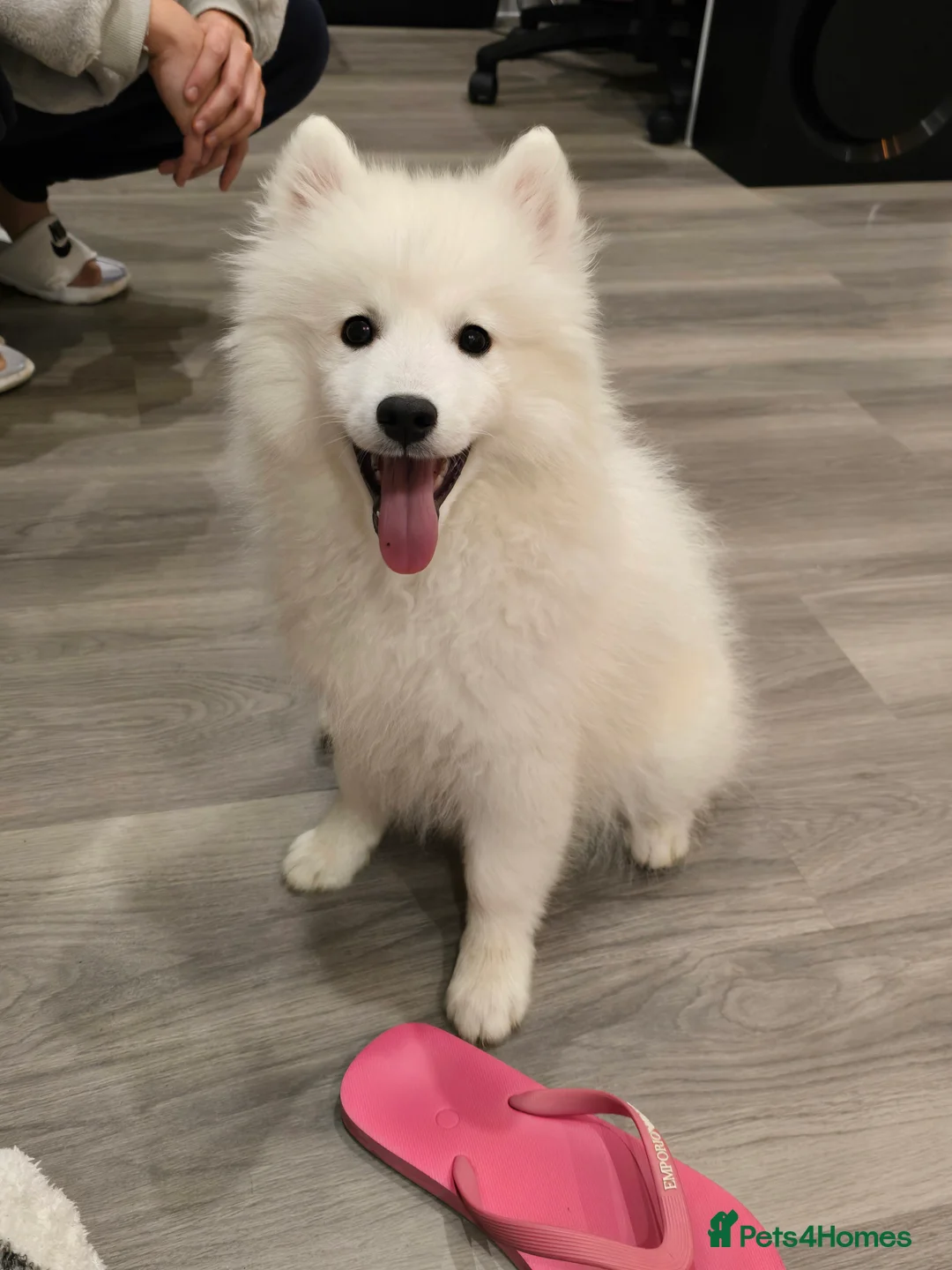 Japanese Spitz dogs for stud: Healthy Japanese Spitz KC Registered Male for Stud - Advert 15
