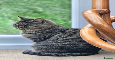 Mixed Breed cats Beautiful Pure British Shorthair Tabby Cat - Advert 8