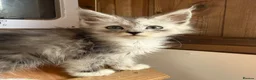 Maine Coon cats for sale: TICA Registered Maine Coon Kittens - Advert 8