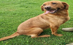 Labrador Retriever dogs for sale: 💥H/TESTED WORKING FOX RED LABRADORS FOR SALE💥 - Image 6