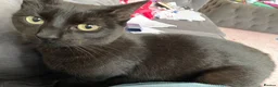 Mixed Breed cats for sale: Black cat Nala  - Advert 2