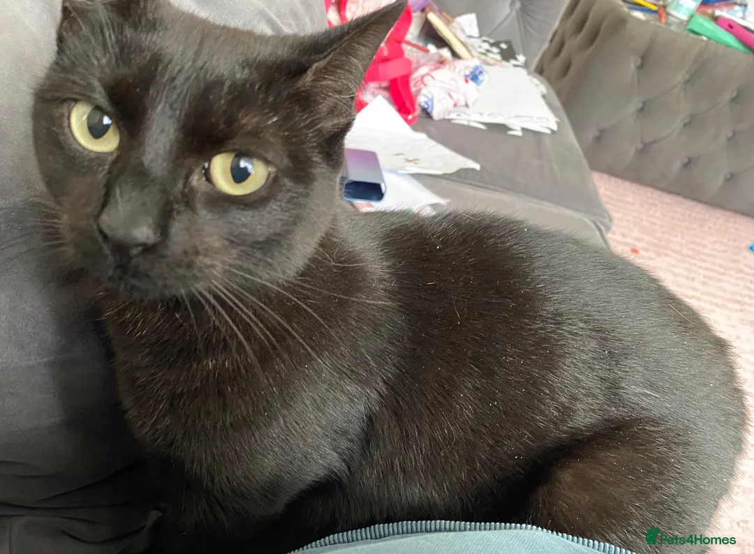 Mixed Breed cats for sale: Black cat Nala  - Advert 2
