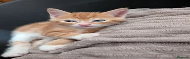 Sausage