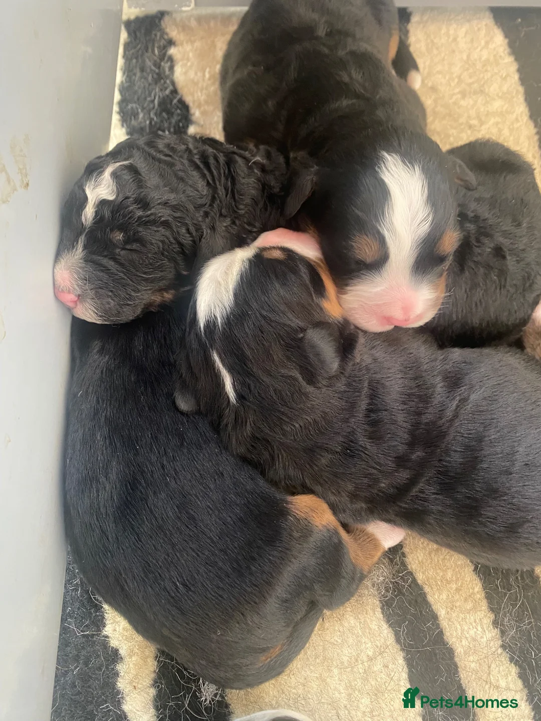 Bernedoodle dogs for sale: Beautiful Tri colour bernedoodle puppies  - Advert 1