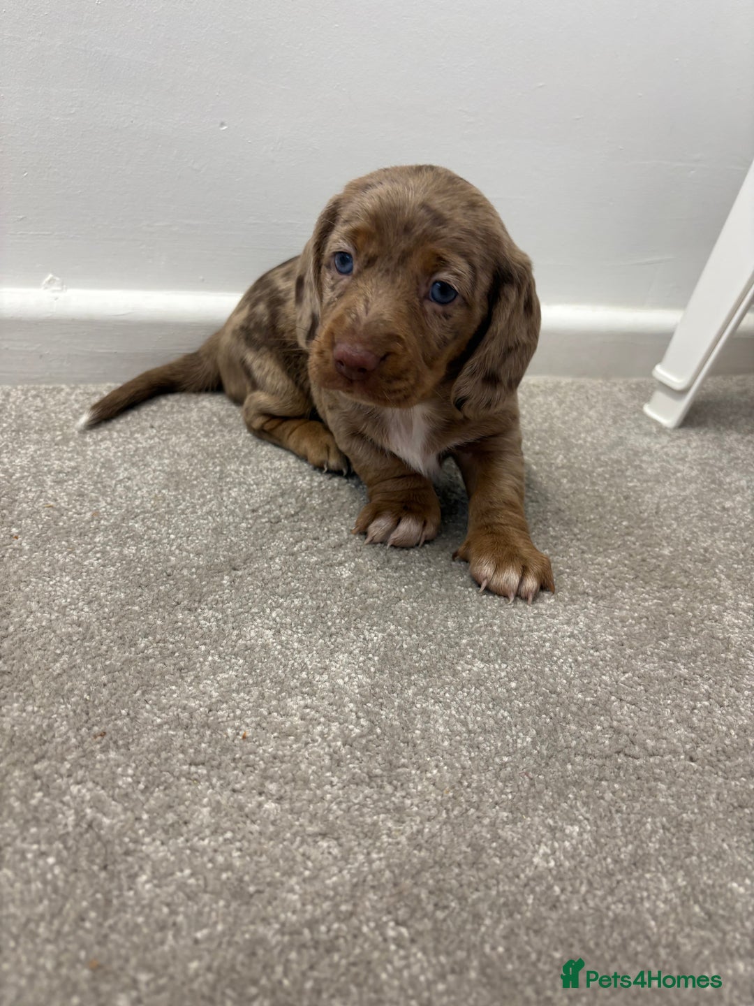 Miniature Dachshund dogs for sale: Miniature dachshund X cocker spaniel puppies  - Advert 1