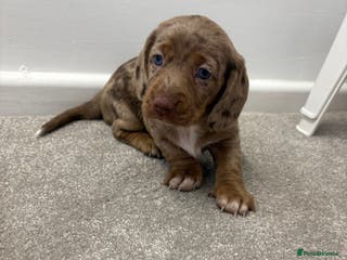 Miniature Dachshund dogs Miniature dachshund X cocker spaniel puppies - Advert 3