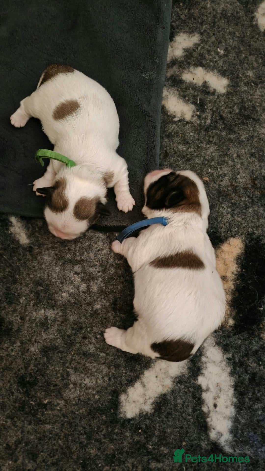 Shih Tzu dogs Beautiful shih Tzu puppies - Advert 2