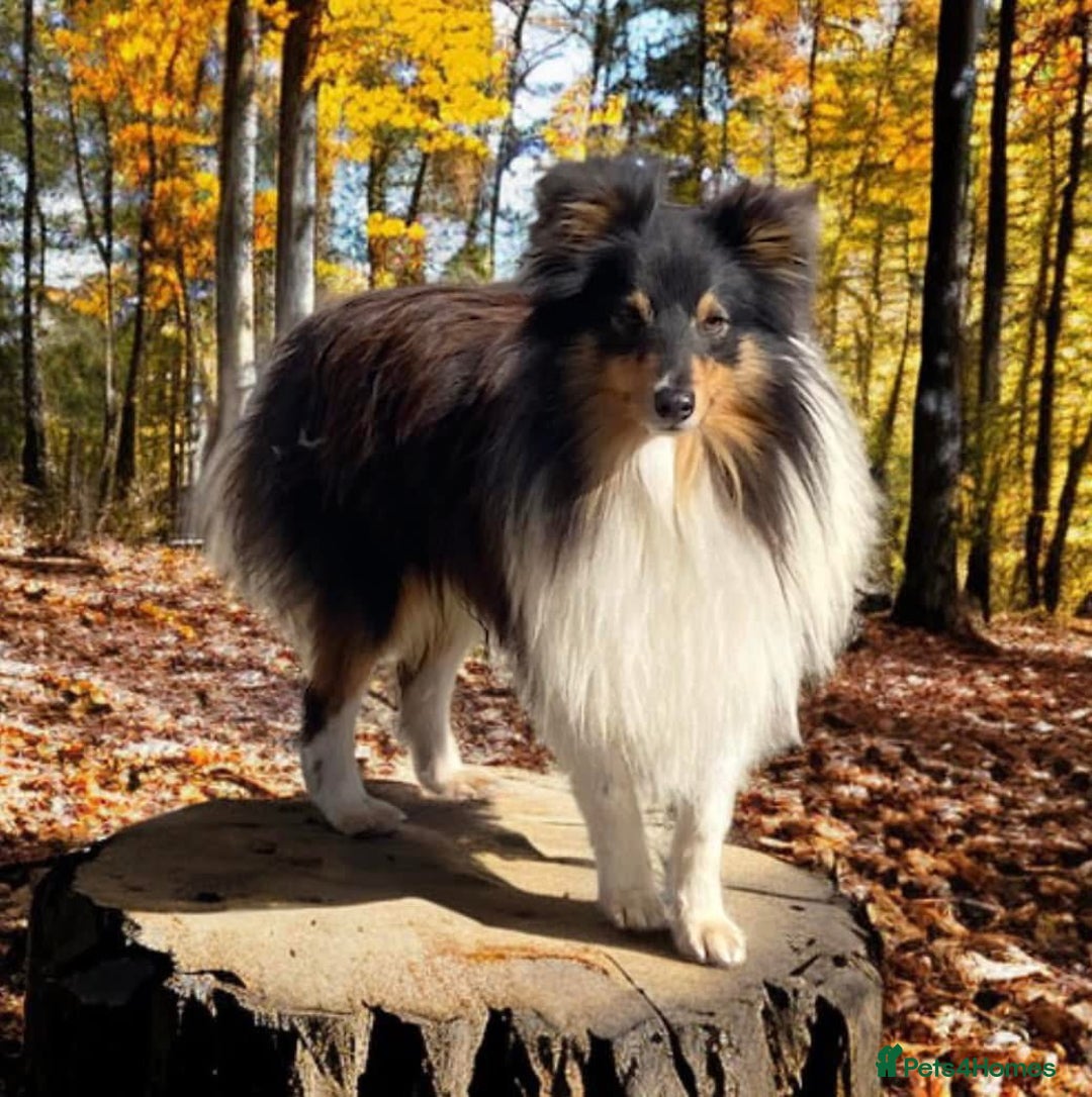 Shetland Sheepdog dogs for sale: Beautiful Shetland sheepdog puppies  - Advert 2