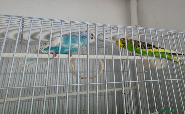 Budgerigars birds - Advert 1