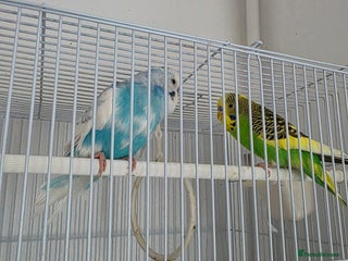 Budgerigars birds Budgerigar for sale - Advert 3