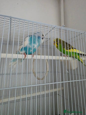 Budgerigars birds - Advert 1