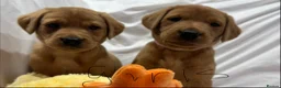 Labrador Retriever dogs for sale: Fox red Labradors pups - Advert 19