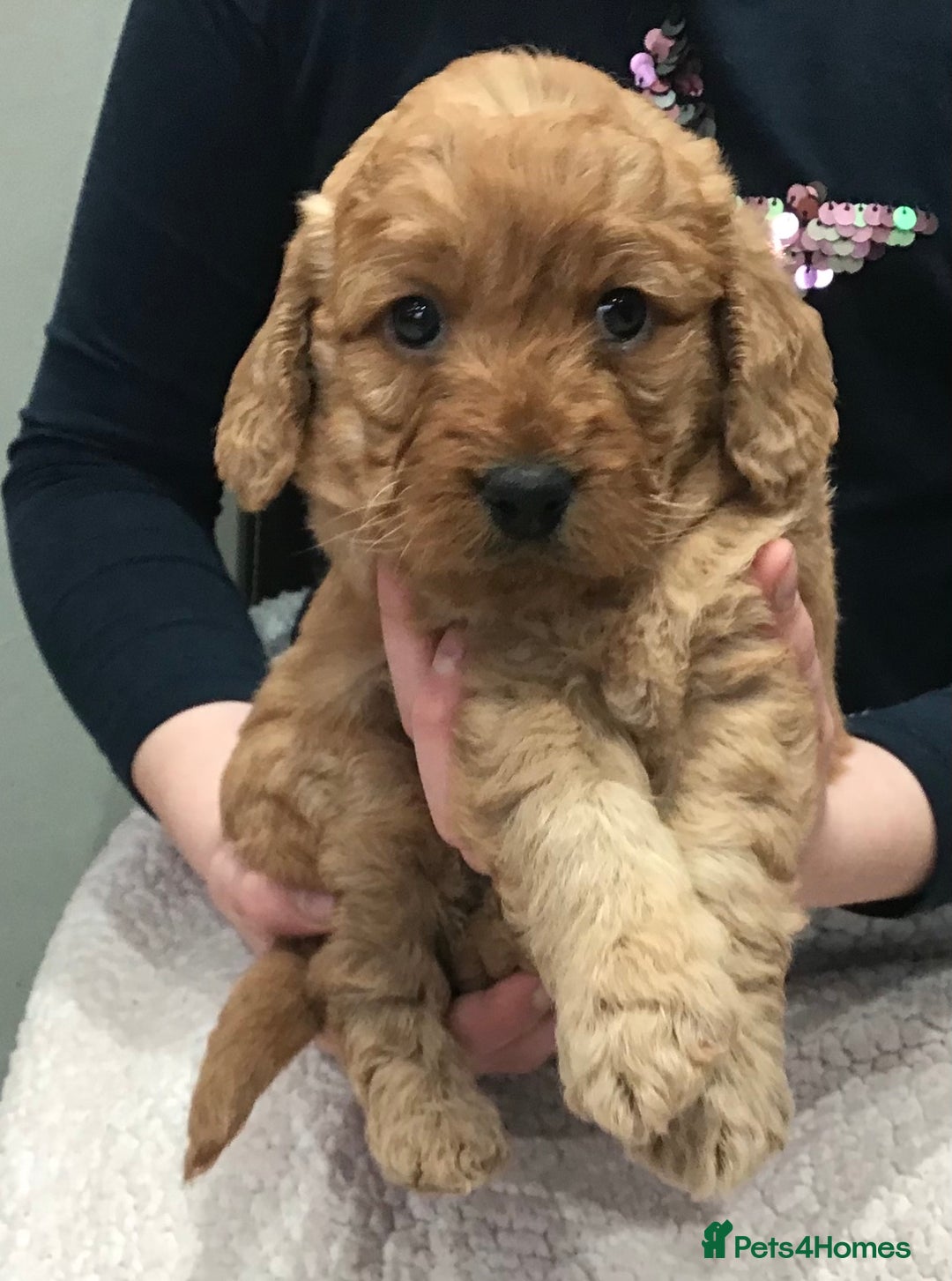 Labradoodle dogs for sale: 5* MINI F1B LABRADOODLE PUPPIES. - Advert 25