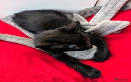 Mixed Breed cats for sale: healthy, fluffy and happy girls  - Image 8