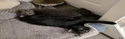Mixed Breed cats for sale: Adult cats for sales in London - Advert 6