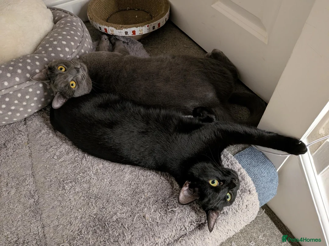 Mixed Breed cats for sale: Adult cats for sales in London - Advert 6