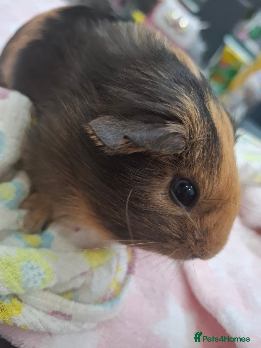 Guinea Pig rodents for sale: Precious piggies 🐷  - Advert 10