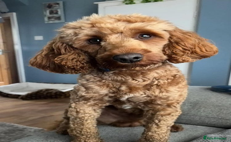 Cockapoo dogs - Advert 3