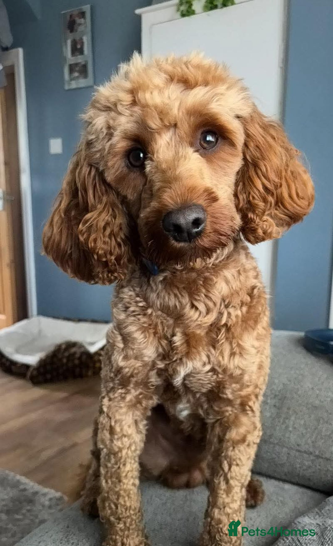 Cockapoo dogs for stud: Cockapoo  - Image 1