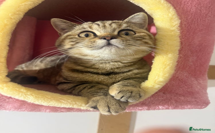 British Shorthair cats - Advert 8