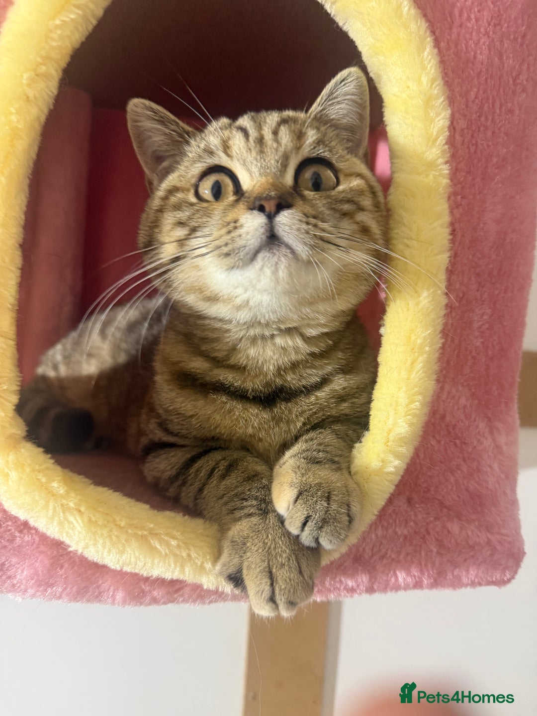 British Shorthair cats for sale: Beautiful boy and girl ready to leave now - Image 1