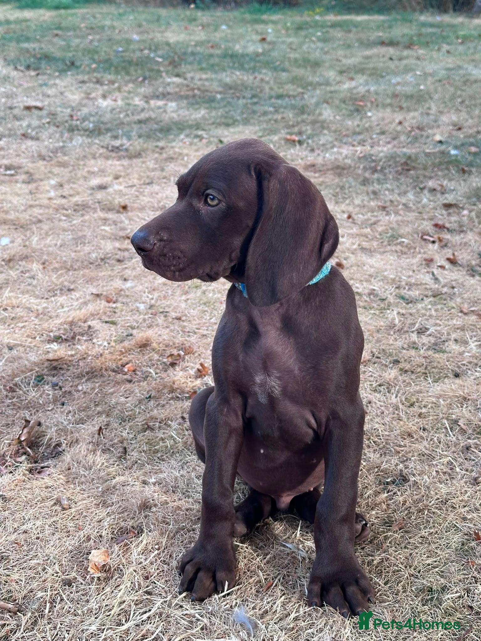German Shorthaired Pointer dogs Beautiful German Shorthaired Pointer Pups - Advert 1