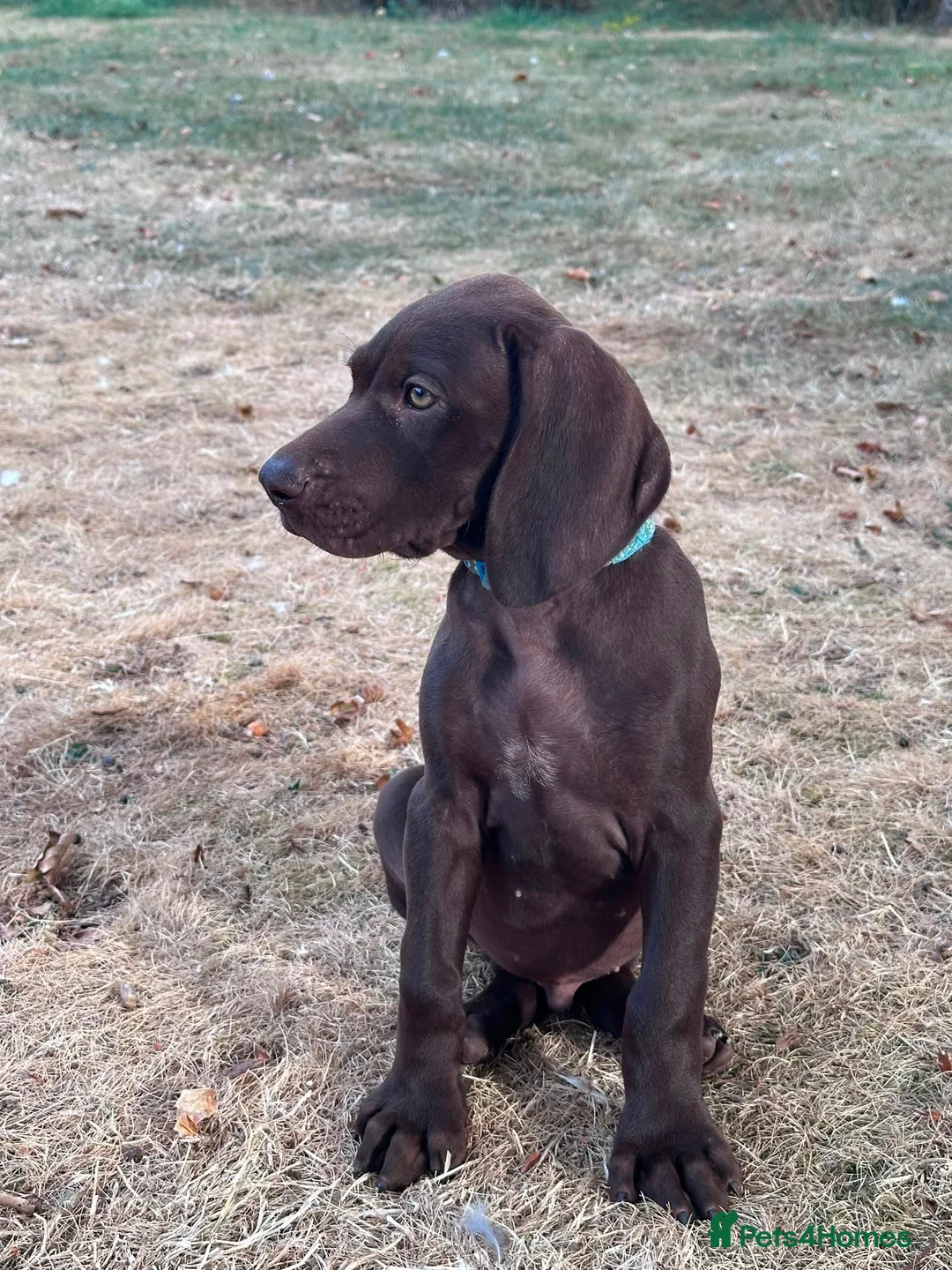 German Shorthaired Pointer dogs for sale: 1 Beautiful German Shorthaired Pointer Pup - Advert 1