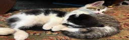 Mixed Breed cats for sale: Beautiful Kittens  in Newnham - Advert 2
