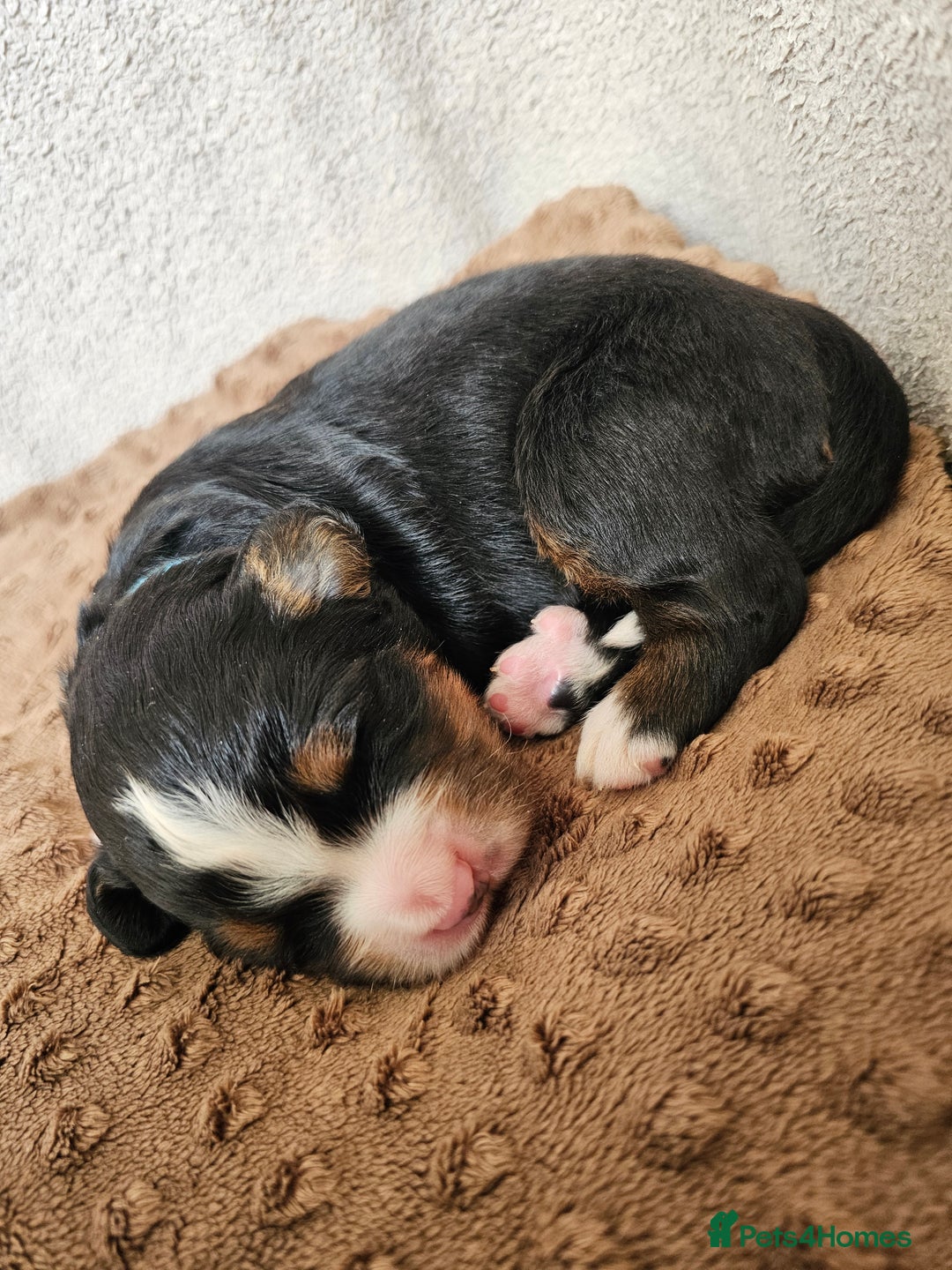 Bernese Mountain Dog dogs for sale: Gorgeous Bernese Mountain Dog Puppies Ready Soon - Image 6