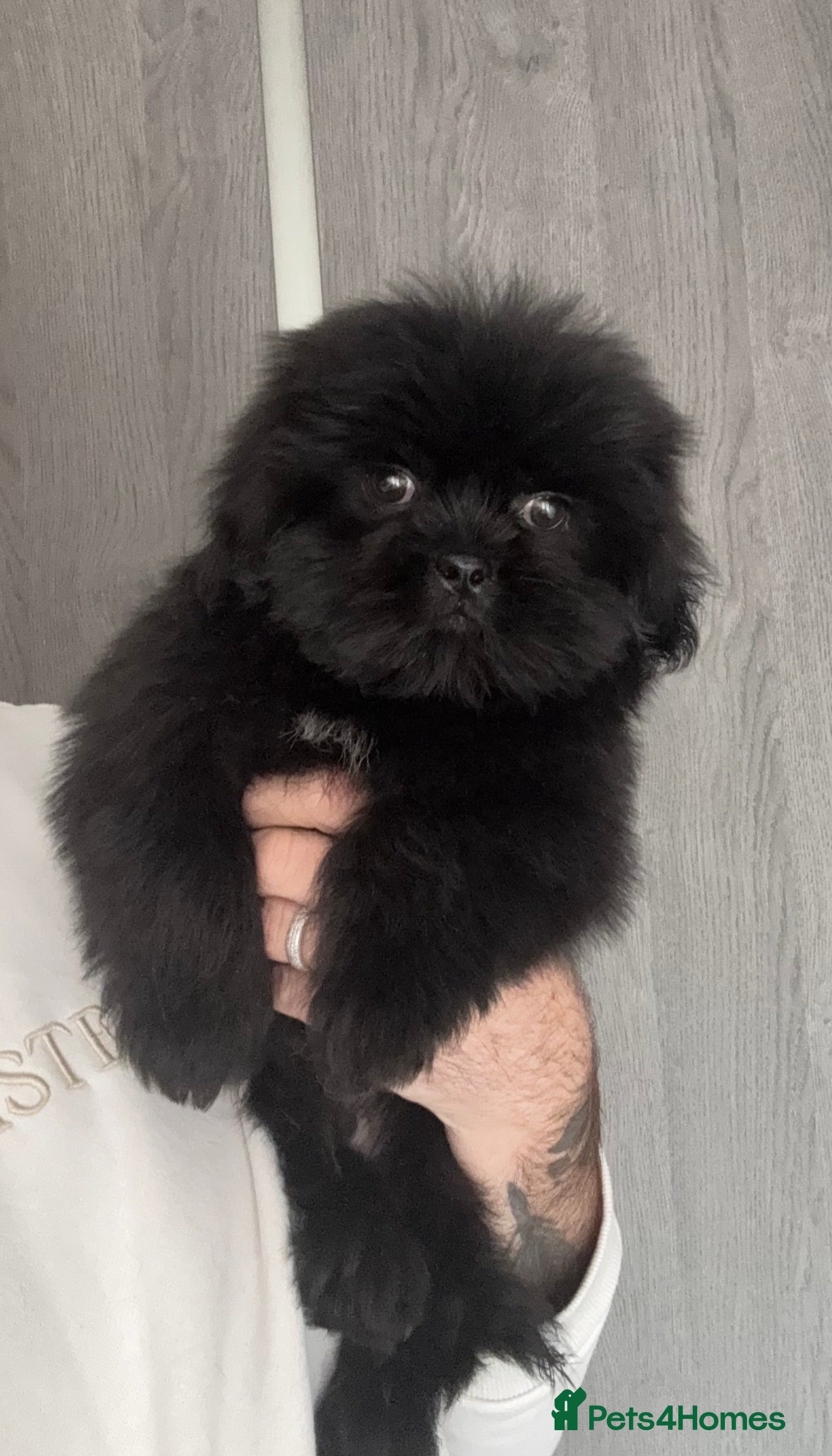 Shih Tzu dogs ❤️Stunning Black Shih Tzu Puppies💚 - Advert 2