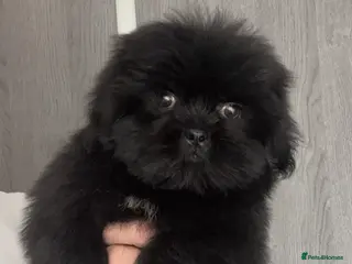 Shih Tzu dogs ❤️Stunning Black Shih Tzu Puppies💚 - Advert 1