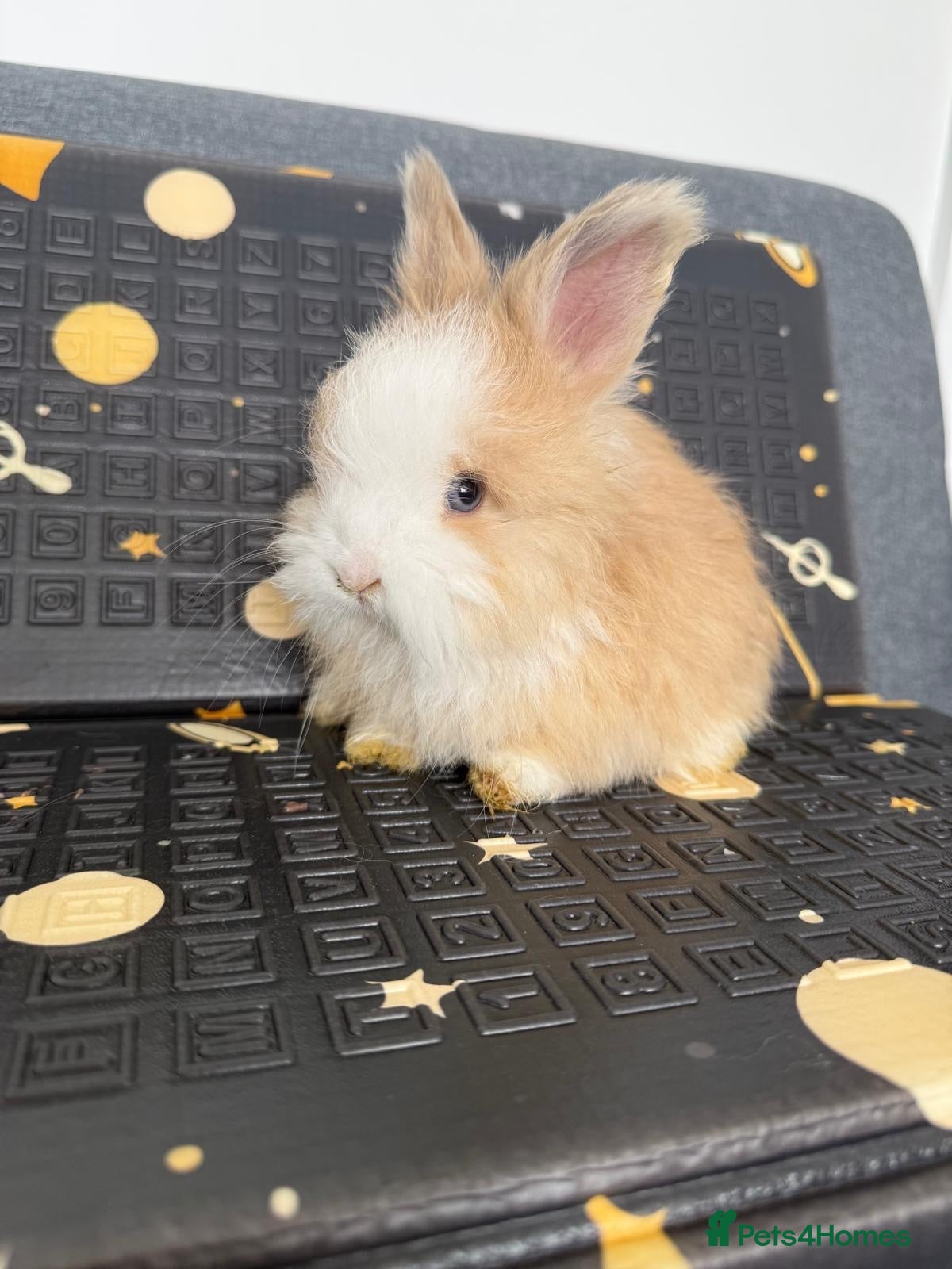 Angora rabbits     🐇 Purebred Angora Bunnies 3 Boys & 1 Girl  💕 - Advert 2