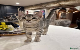 Bengal cats for sale: Stunning Bengal Kittens - Image 8