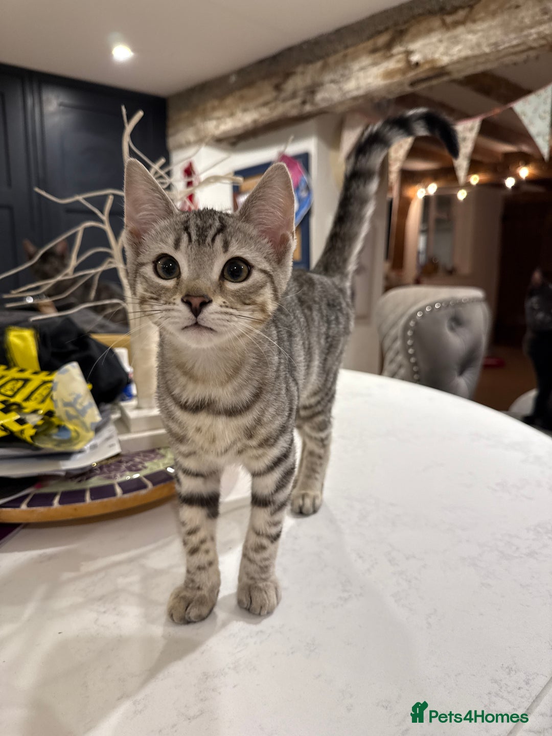 Bengal cats for sale: Stunning Bengal Kittens - Image 8