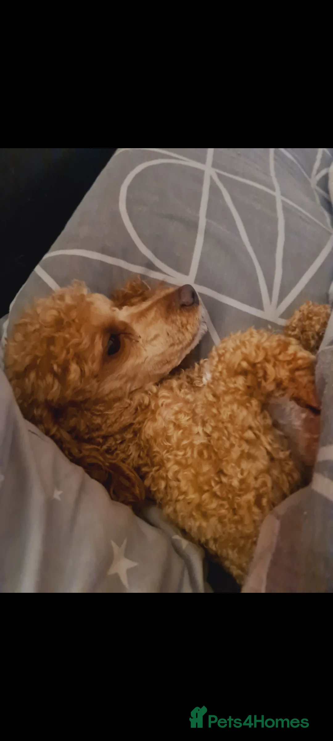 Toy Poodle dogs for stud: Toy Poodle Stud Proven!  in Manchester - Advert 3