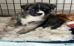 Akita dogs for sale: Gorgeous Akita puppy  - Image 2